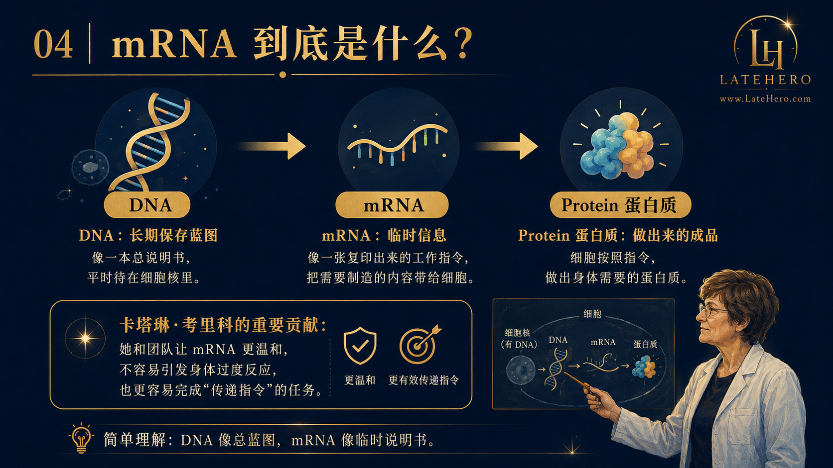 mRNA 到底是什么解释图
